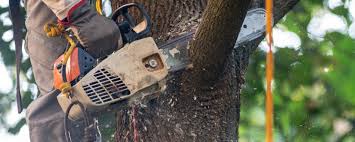 Trusted Mexia, TX Tree Services Experts